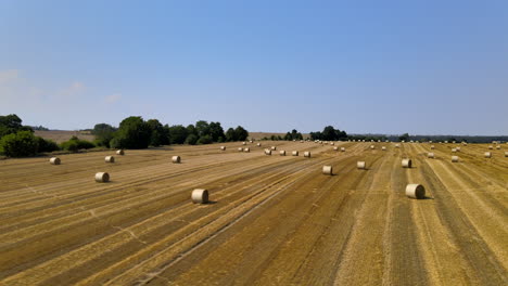 aerial flyover golden wheat field with sheaves after harvesting during sunny day and blue sky