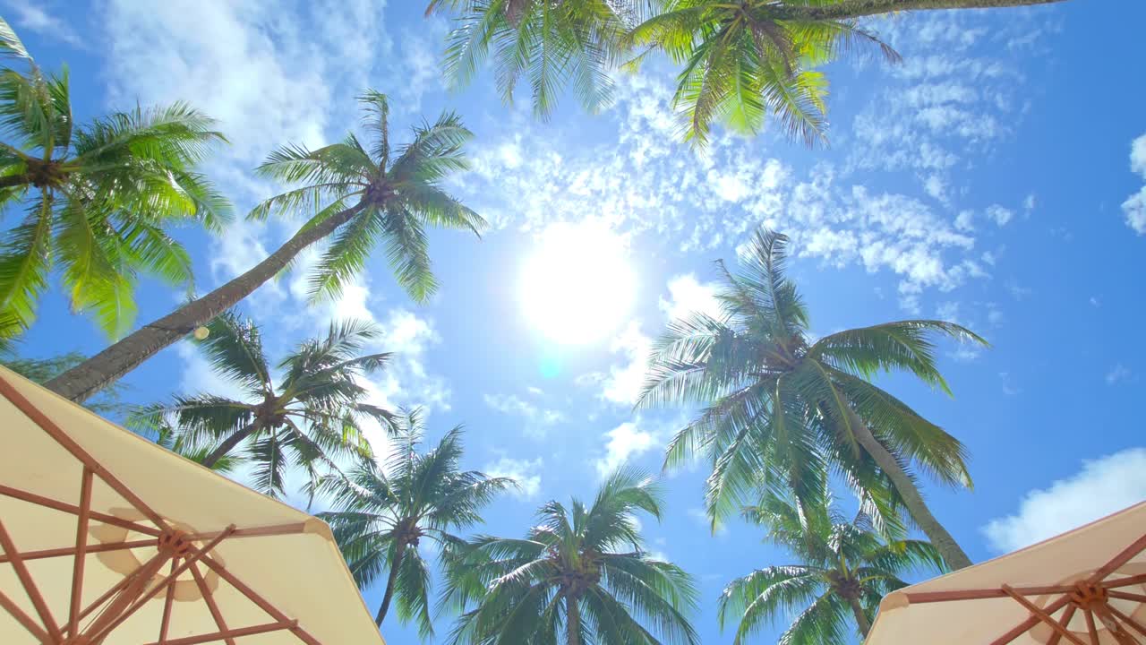 Low angle view looking up at tall palm trees swaying in the wind against a bright blue sky with the sun and beach umbrellas on a beautiful tropical island