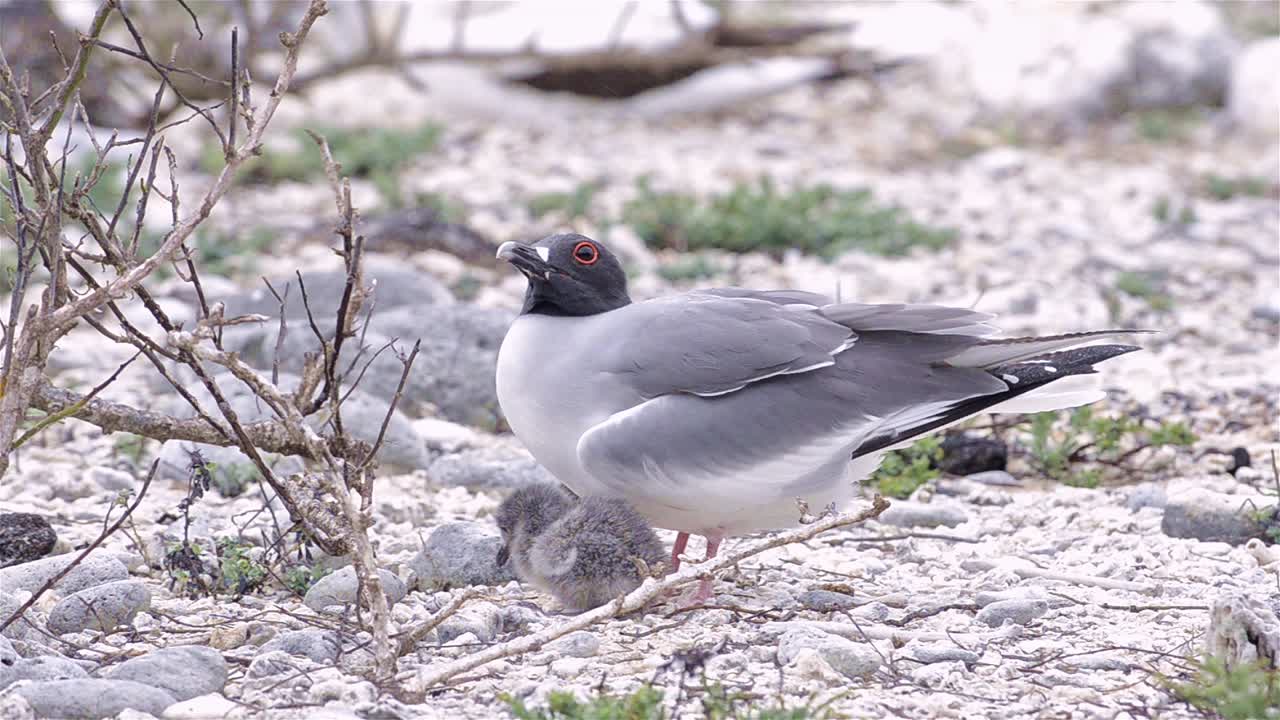 에콰도르 갈라파고스 국립공원의 제노베사 섬에서 병아리와 함께 페타 갈매기 creagrus furcatus