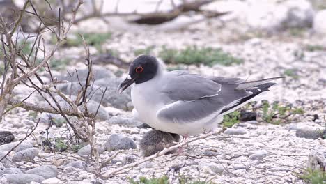 gaviota de cola de golondrina creagrus furcatus con pollito en la isla genovesa en el parque nacional galápagos ecuador