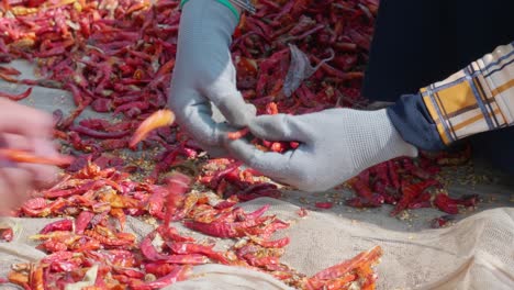 Primer-Plano-De-Una-Niña-Trabajadora-Seleccionando-Chiles-Cosechados-En-Una-Provincia-De-Giang,-Vietnam