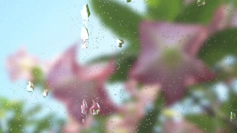 Regentropfen-Auf-Fenstern,-Mit-Blumen-Und-Grünen-Blättern,-Um-Den-Hintergrund-Zu-Verwischen