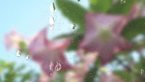 raindrop on windows, with flowers and green leaves to blur the background