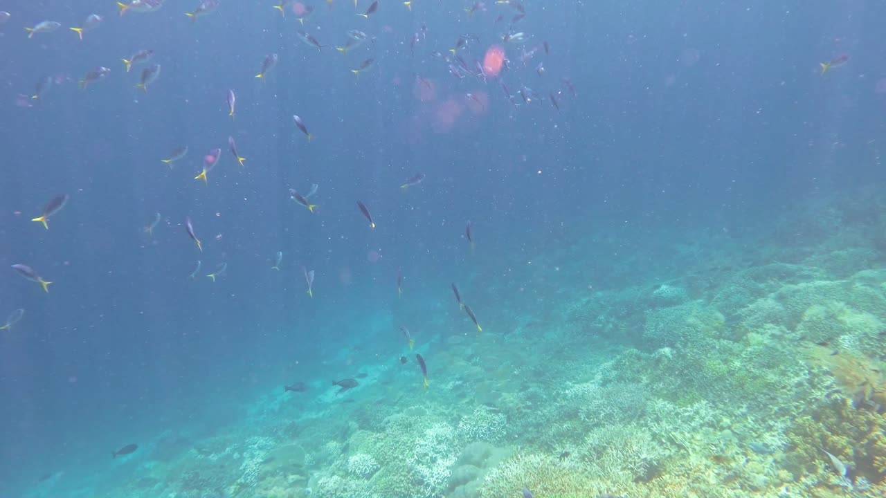 해수면 아래로 수영하는 무장병들의 학교