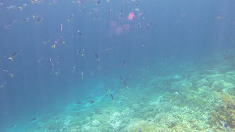 A-school-of-Fusiliers-swims-under-the-sea-surface