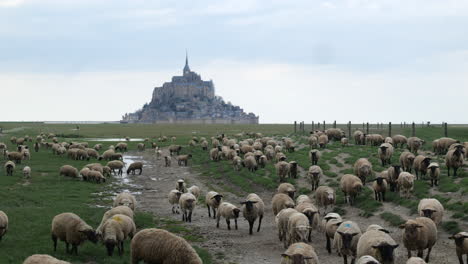 Mont-Saint-Michel's-iconic-spires-rise-above-lush-green-meadows