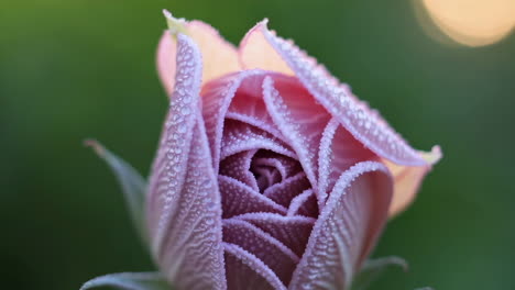 close-up of a pink flower bud with dew drops