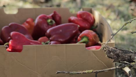 Red-organic-peppers---Organic-food