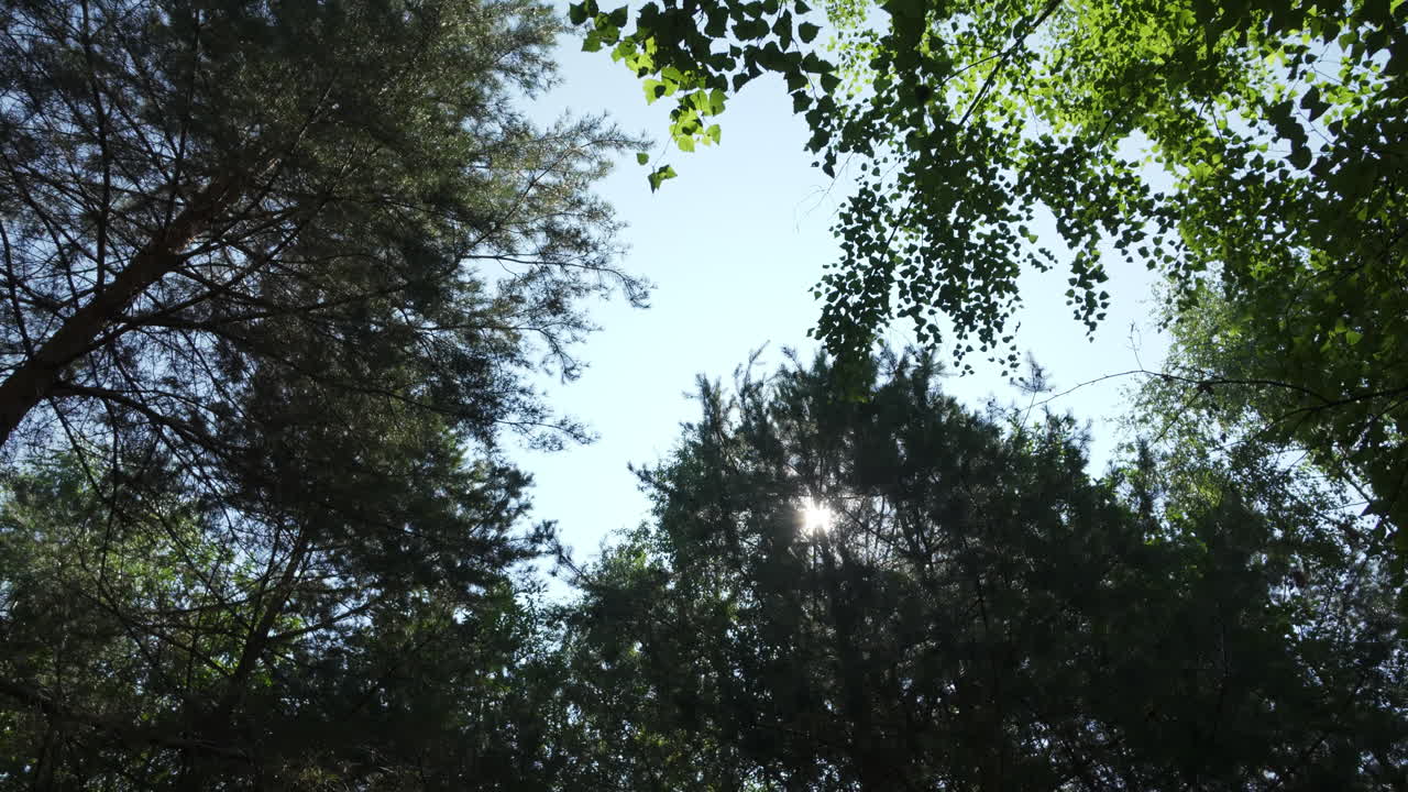 el dosel del bosque en un día soleado