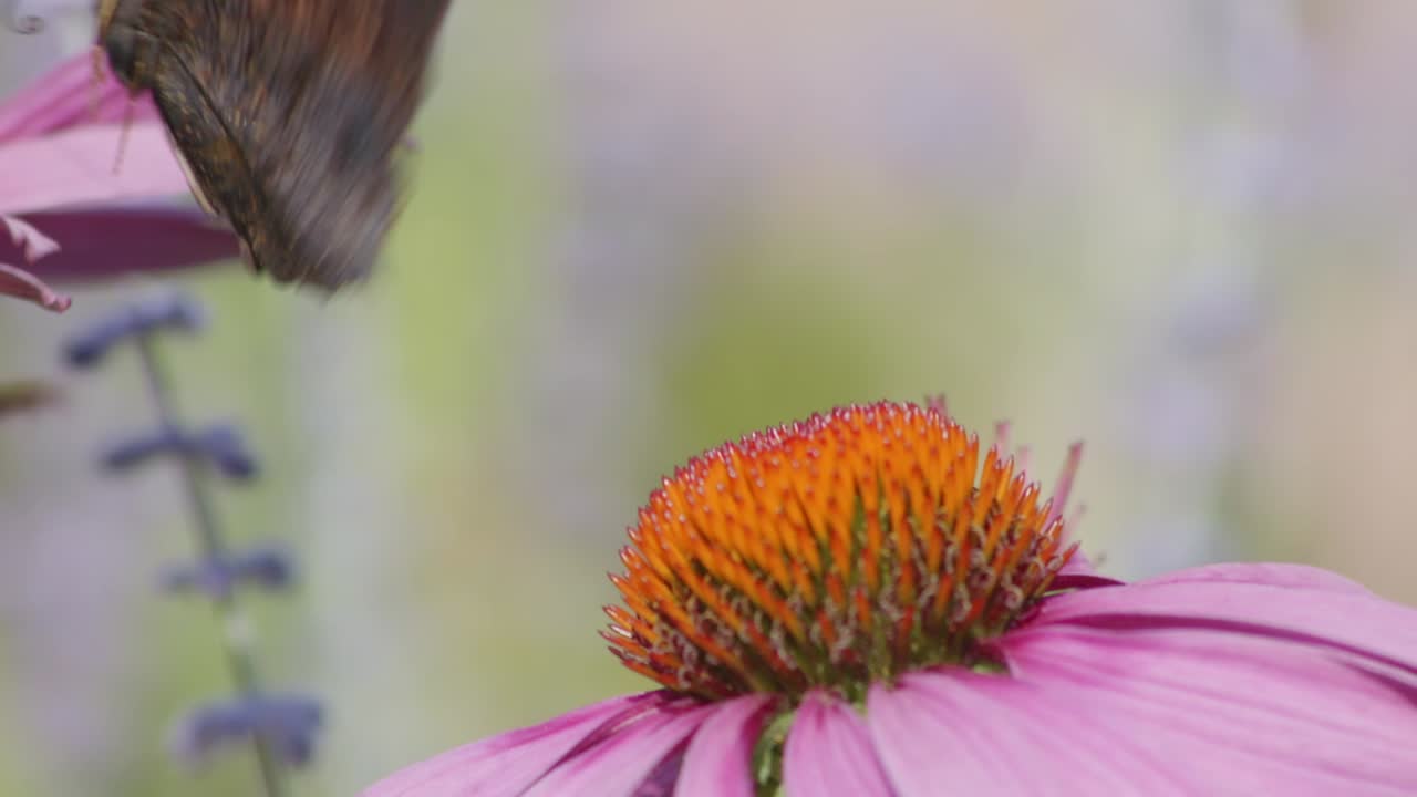 dos pequeñas mariposas de carey despegan de coneflower naranja