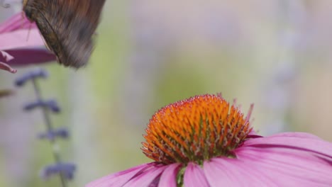 Dos-Pequeñas-Mariposas-De-Concha-Despegan-De-Coneflower-Naranja