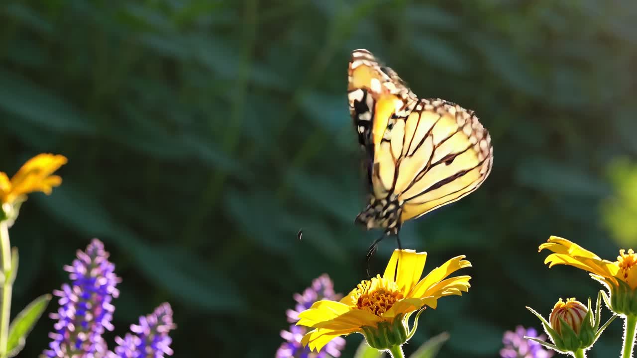 Video ravvicinato di una farfalla su un fiore giallo, ripreso da un angolo laterale, che mostra colori vivaci