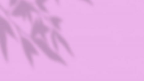 animation of window shadow of leaves with copy space over pink background