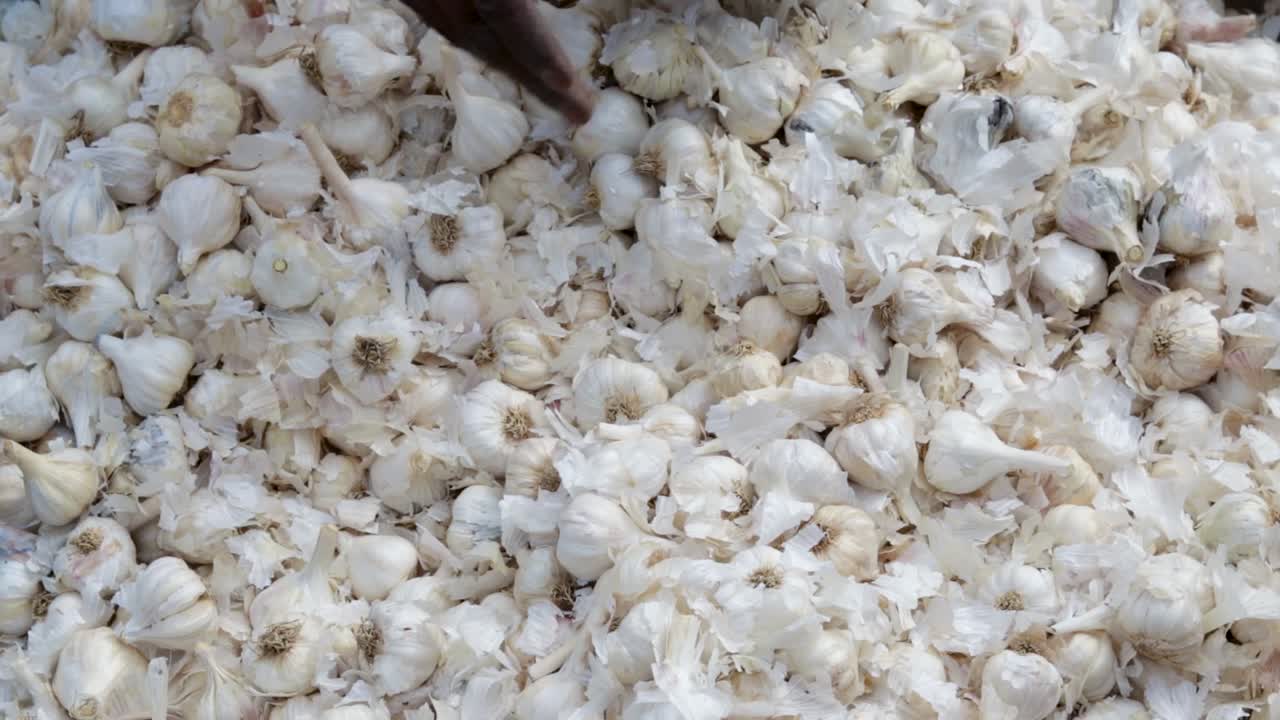 농장에서 온 신선한 유기농 마늘을 다른 각도에서 가까이에서 볼 수 있습니다.