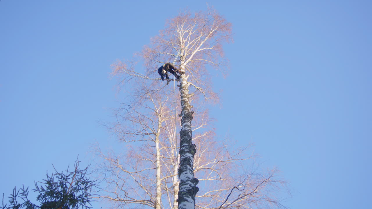 Specialist female tree surgeon cuts birch tree branch with chainsaw, upward view