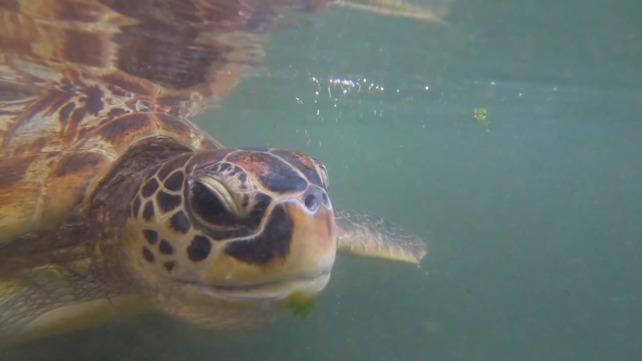 Green sea turtle eating floating sea lettuce underwater, close up