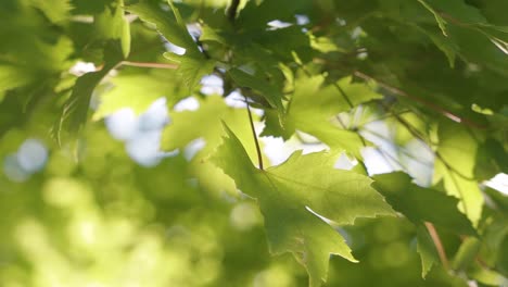 Close-up-of-large-green-maple-leaves-with-sun-rays-shining-in-and-out-through-the-branches-in-slow-motion