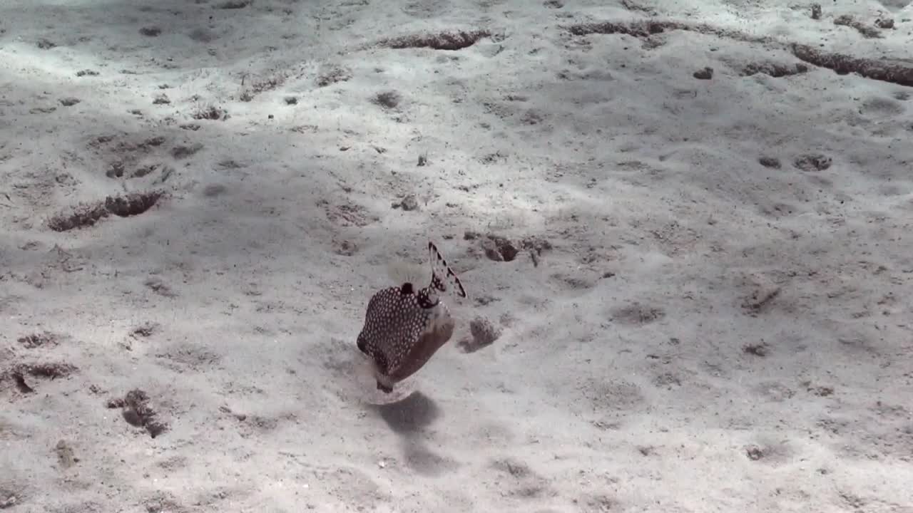 음식을 파는 점박이 boxfish