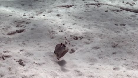 spotted boxfish digging for food
