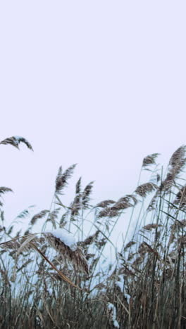 winter reeds covered in snow