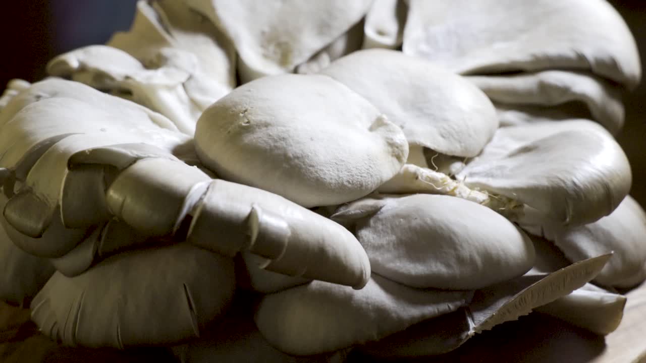 Close-up of Oyster Mushrooms