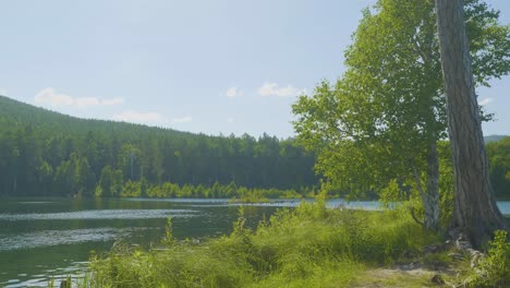 serene lakeside forest scene