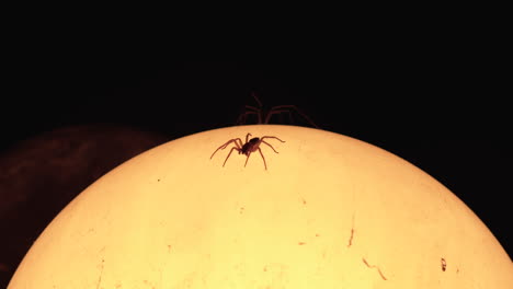 two spiders living on a garden lamp