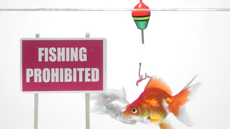 gold fish swimming in front of a panel fishing prohibited