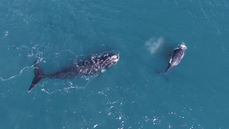 Cría-De-Ballena-Franca-Austral-Viene-A-Respirar-Junto-A-La-Madre---Toma-Aérea-De-Ojo-De-Pájaro