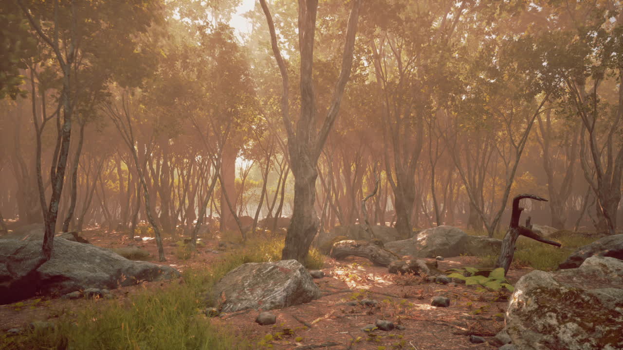 bosque encantado en la niebla de la mañana