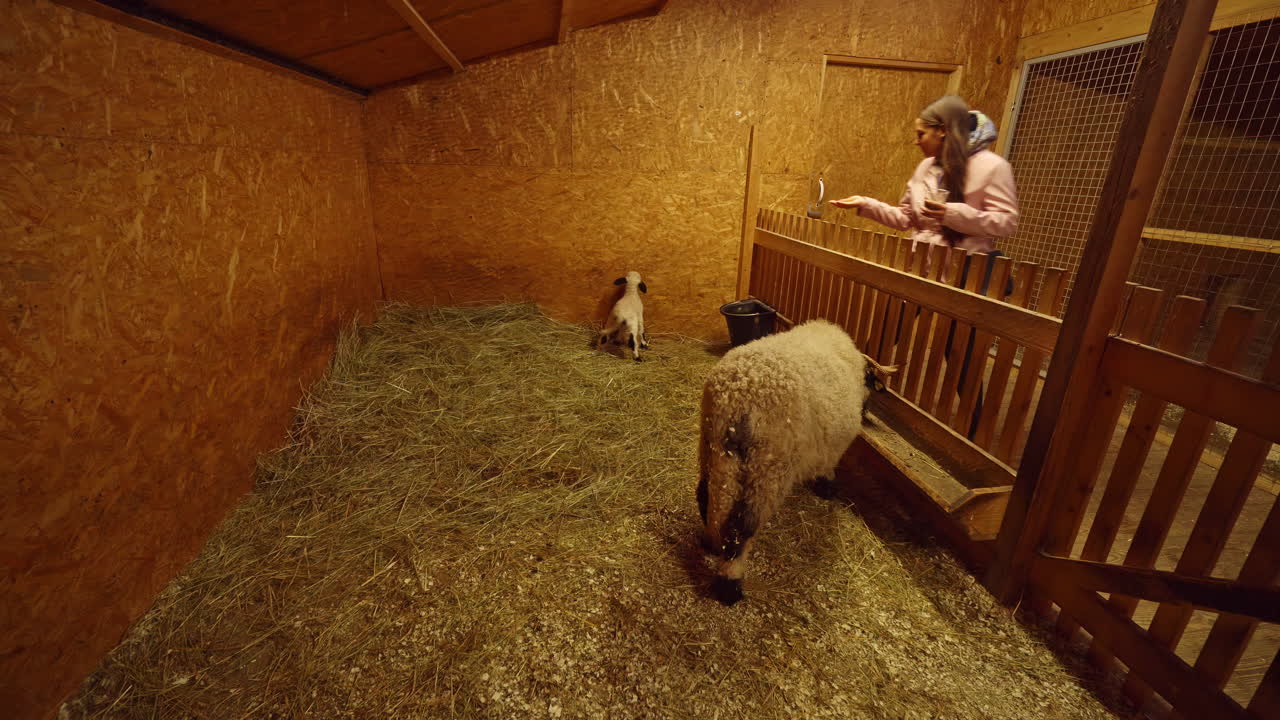 абсолютно очаровательный снимок молодой девушки на ферме, страстно занимающейся кормлением живого ягненка.