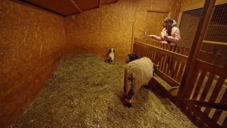 an absolutely charming snapshot of a young girl at a farmhouse passionately involved in hand-feeding a lively baby lamb