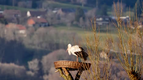 static wide shot showing lovely stork sitting in a nest during sunny day in nature