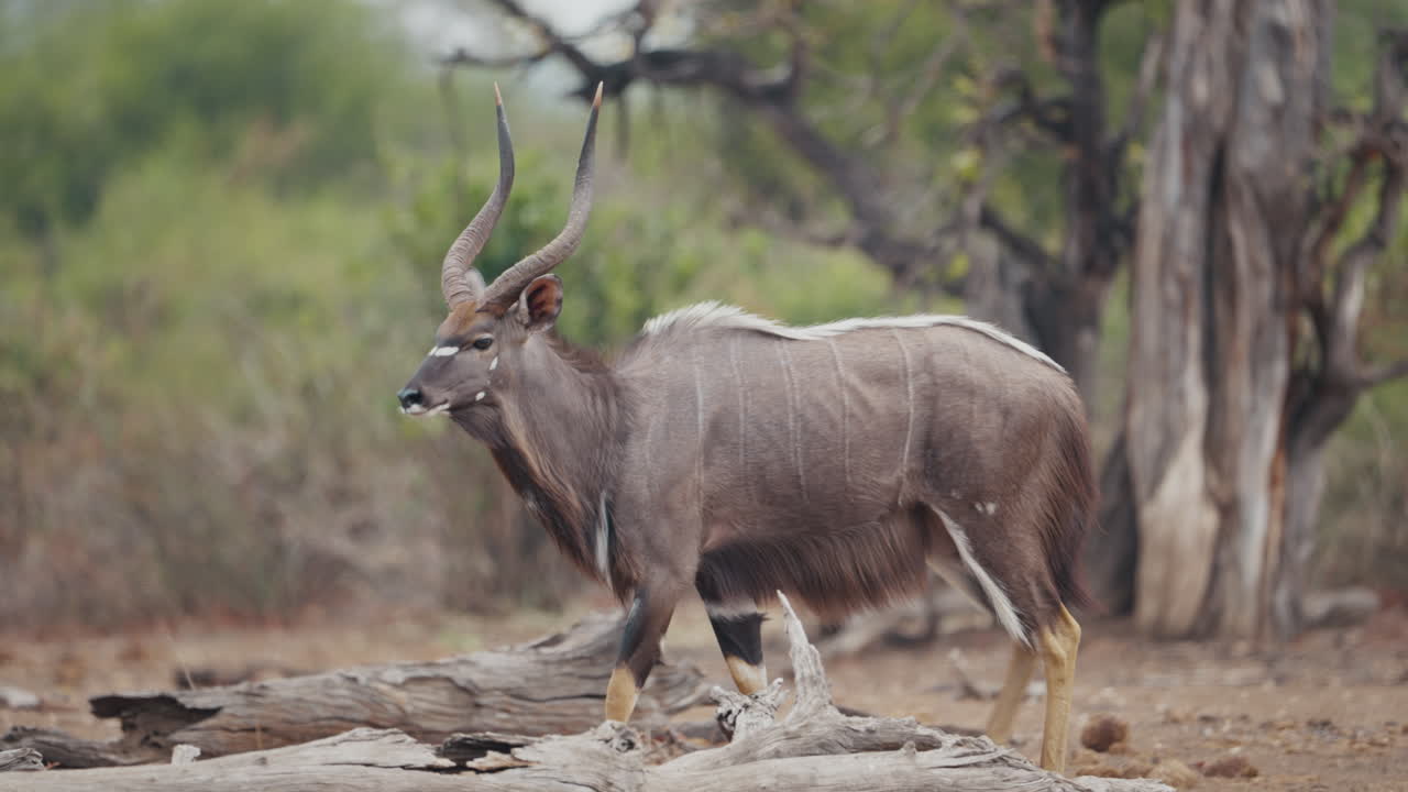 Male nyala walking gracefully through its natural habitat in Gonarezhou National Park, Zimbabwe