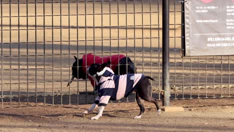 two dogs in striped outfits run energetically along a fenced dirt path.