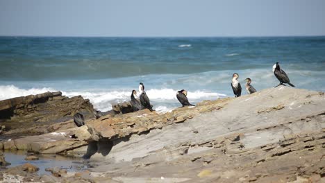 a flock of beach birds soaking up the afternoon sun on the rocks at glen gariff beach in east london