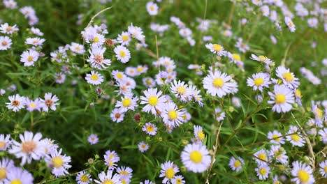 close-up of tatarian asters in the hermitage