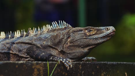 sin costura video bucle cinemagraph de un lagarto iguana de primer plano mirando a la cámara y no se mueve. peligroso reptil dinosaurio animal en el foco en la fortuna en la selva de costa rica con exuberantes plantas tropicales verdes.