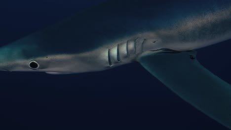 close up of a large blue shark facing the camera with light reflections in slow motion