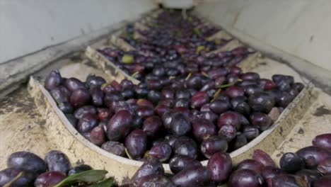 imágenes de aceitunas en proceso de producción en la fábrica de aceite de oliva
