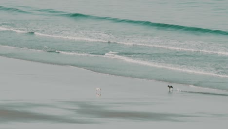 Zwei-Hunde-Laufen-In-Zeitlupe-Und-Haben-Spaß-Am-Strand-Vor-Dem-Wasser