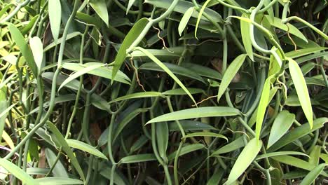 Detail-of-Vanilla-plant-in-Raiatea,-Society-Islands,-French-Polynesia