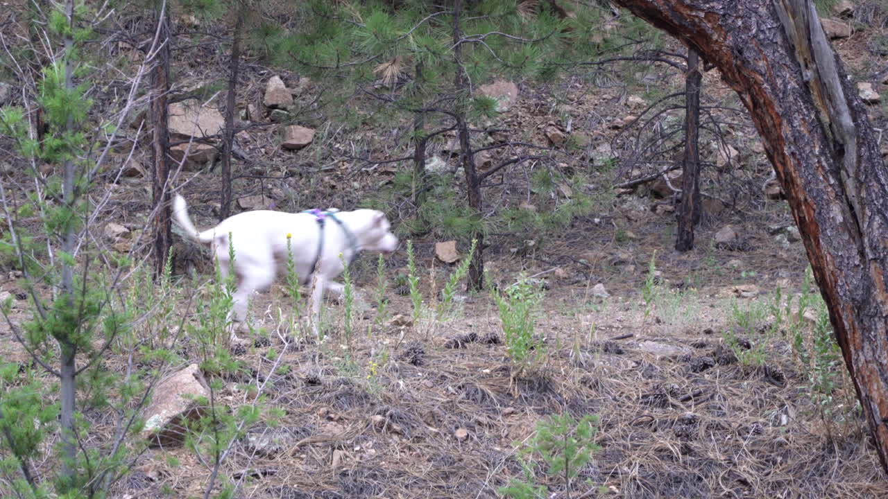 A white dog runs through the forest, across the screen.