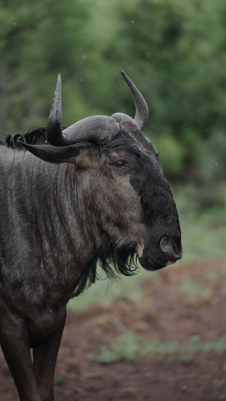 Wildebeest in the Rain