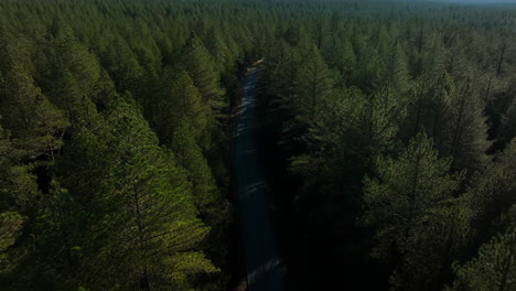 aerial view of a road winding through a dense evergreen forest