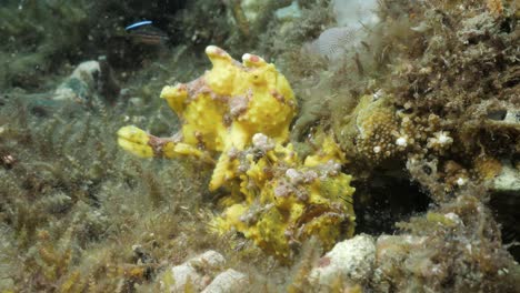 par de apareamiento de pez sapo amarillo descansan en el fondo del océano