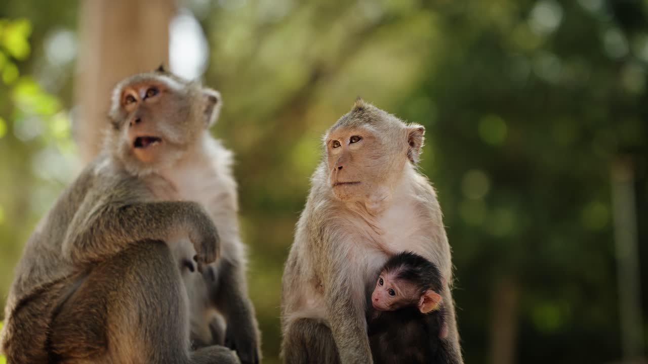 Une femelle macaque tenant son bébé, se reposant près d'une zone de temple.