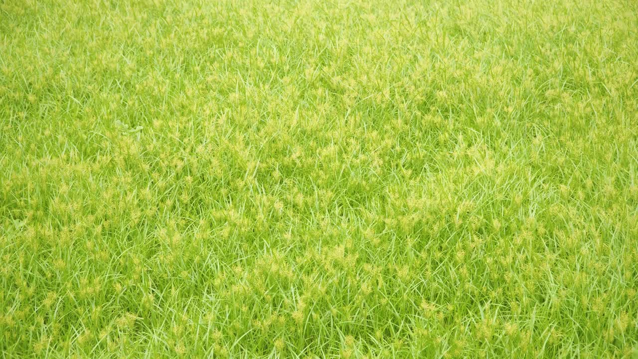 봄 동안 코코 잔디 배경 - 야생 정원에서 바람에 춤추는 cyperus rotundus 식물