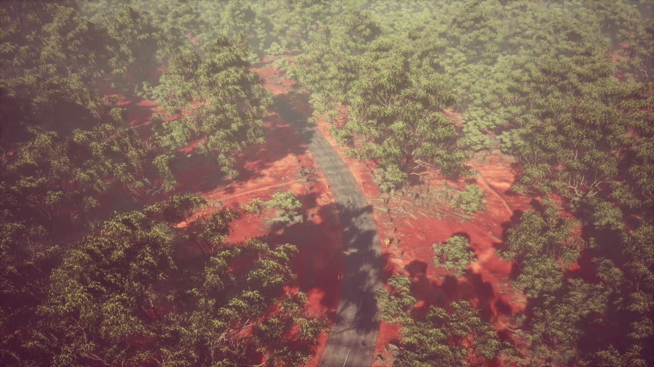 드론  ⁇  에어뷰 또는 오래된 숲의 도로