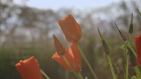 Ein-Bett-Aus-Orangefarbenen-Kalifornischen-Mohnblumen,-Makroaufnahme